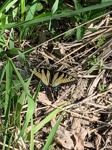 Eastern Tiger Swallowtail