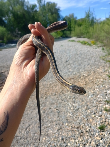 Wandering Garter Snake observed by brandt3