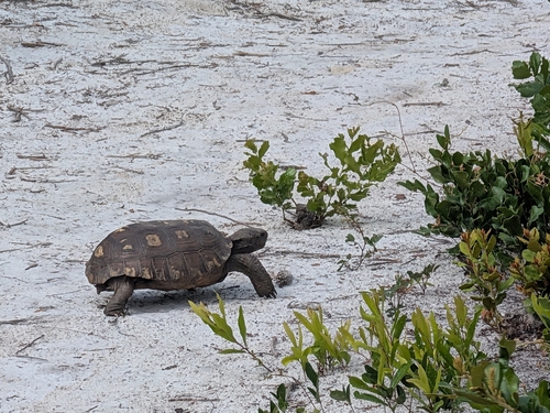 Gopherus polyphemus