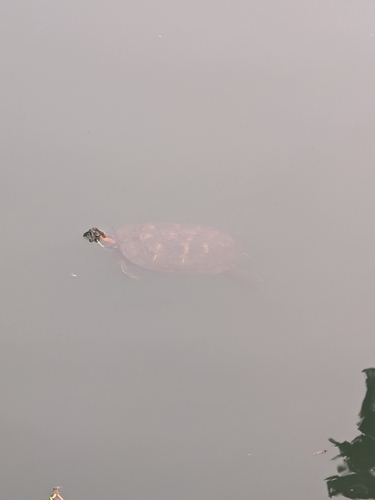 Trachemys scripta
