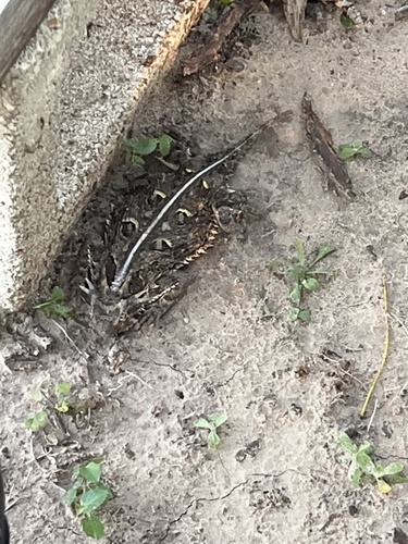 Texas Horned Lizard observed by redsun2024