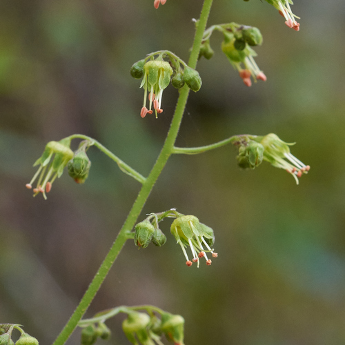 Heuchera americana var. americana
