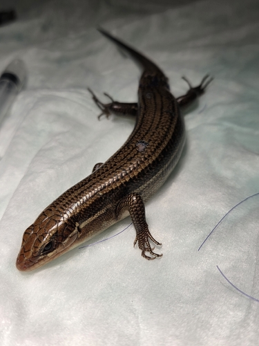 Broad-headed Skink observed by nikkibecich