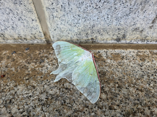 Japanese Moon Moth