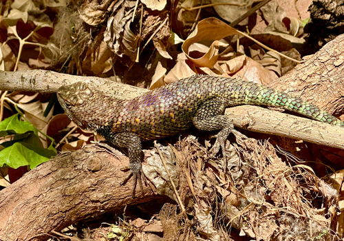 Desert Spiny Lizard
