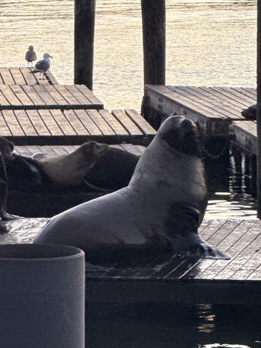 Sighting photo