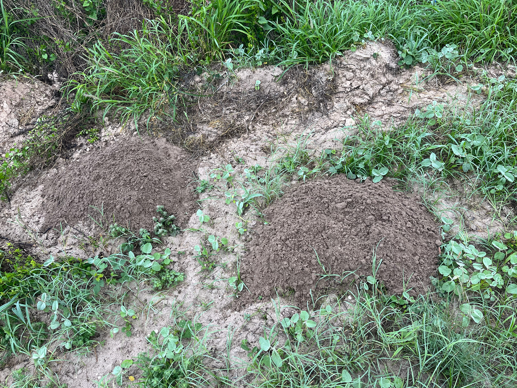 Eastern Pocket Gophers from Sarita, TX, US on May 10, 2026 at 07:27 AM ...