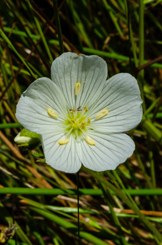 Limnanthes alba ssp. alba