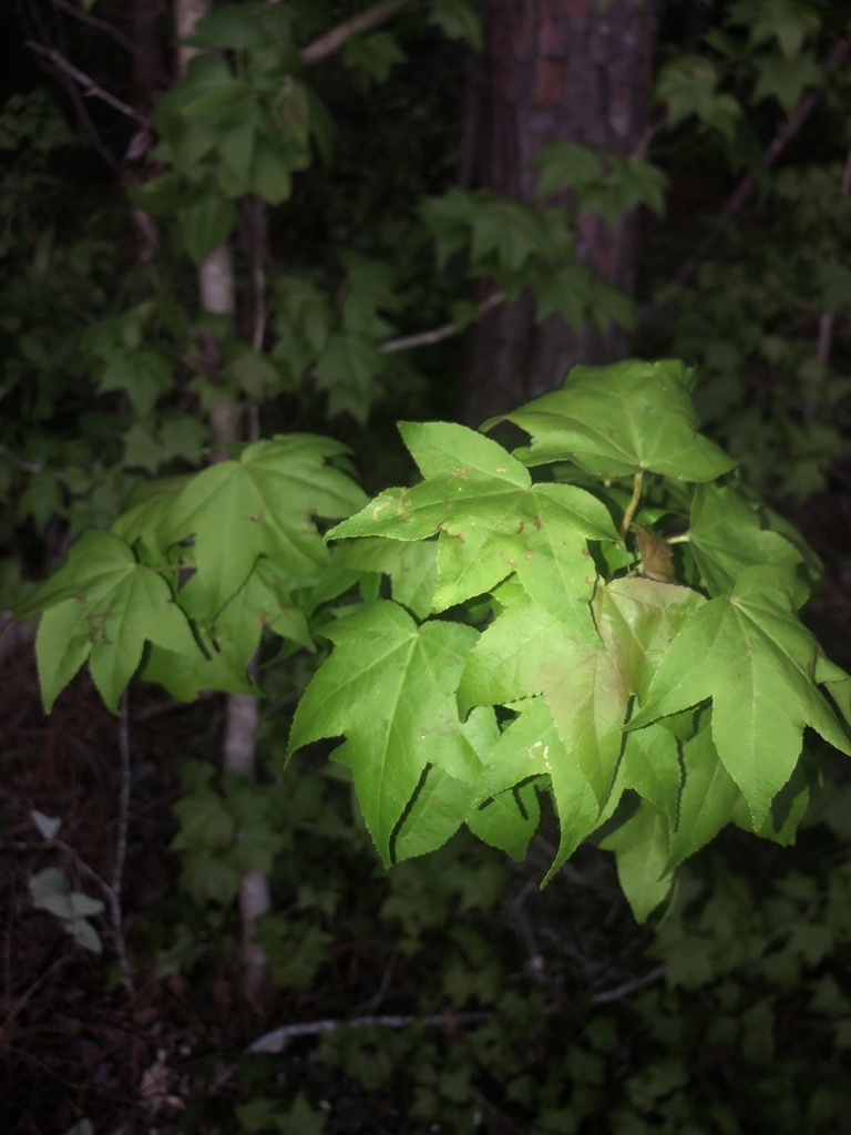 American sweetgum from EastmanDublin Hwy, Eastman, GA, US on April 5, 2020 at 0809 PM by