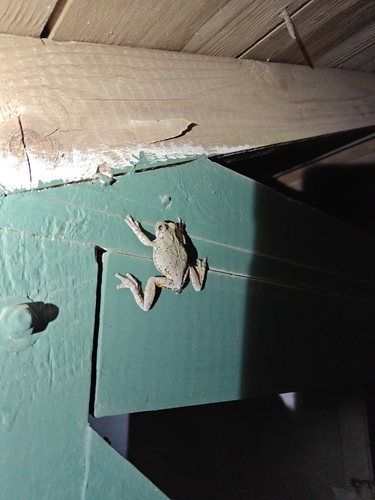 Cope's Gray Tree Frog observed by jeffnichols