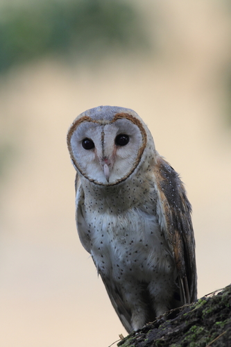 Eastern Barn Owl