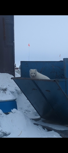 Arctic Fox observed by serena272