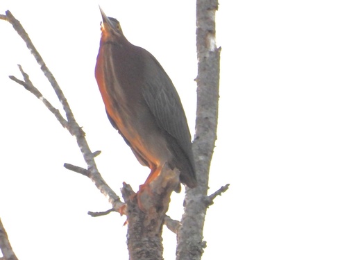 Green Heron observed by cherrielee