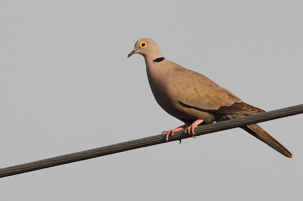 Burmese Collared-Dove photo