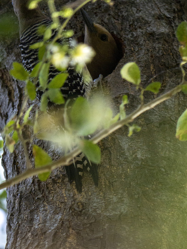 Gila Woodpecker