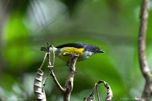White-throated Flowerpecker