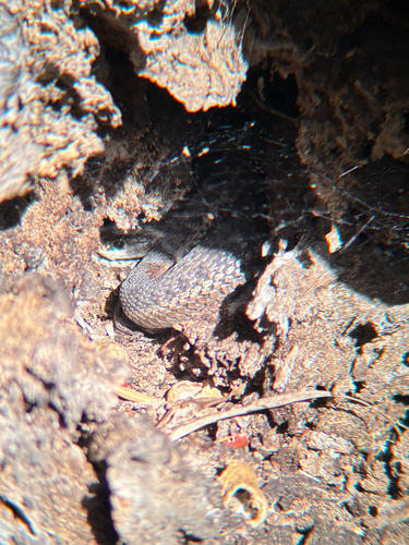 Western Terrestrial Garter Snake observed by kelsadilla