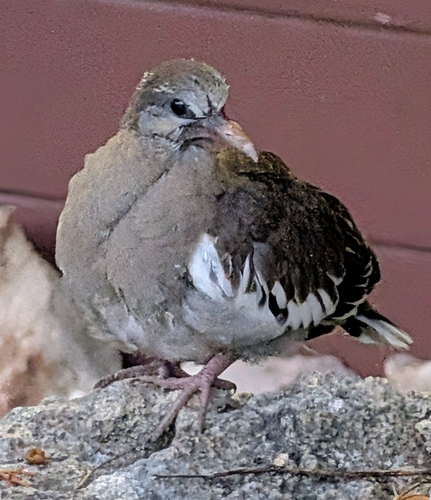 White-winged Dove observed by rory84