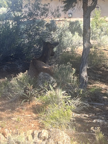 Elk observed by mccgaming