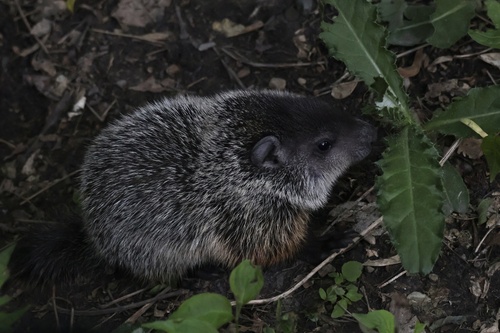 Groundhog observed by coatesmatthew