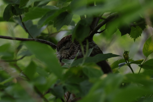 Northern Saw-whet Owl observed by coatesmatthew