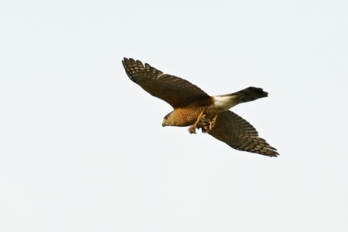 Cooper's Hawk observed by anteaterk