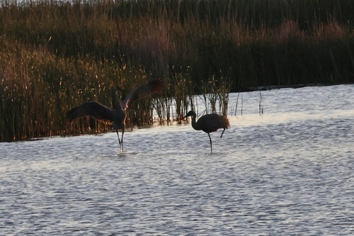Sandhill Crane observed by coatesmatthew
