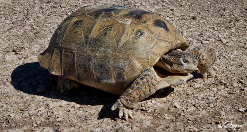 Bolson Tortoise