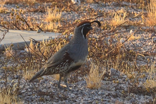 Gambel's Quail observed by wendy52