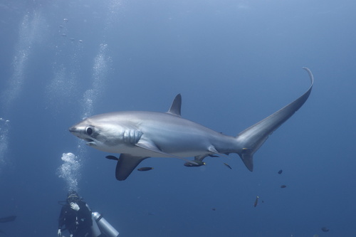 Alopias pelagicus