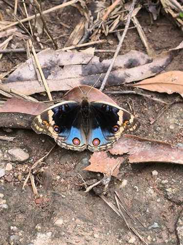 Blue Pansy