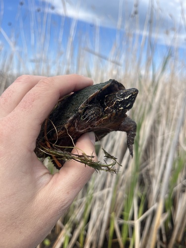 Eastern Musk Turtle observed by scott_delyea