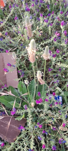 Hare's-foot Plantain