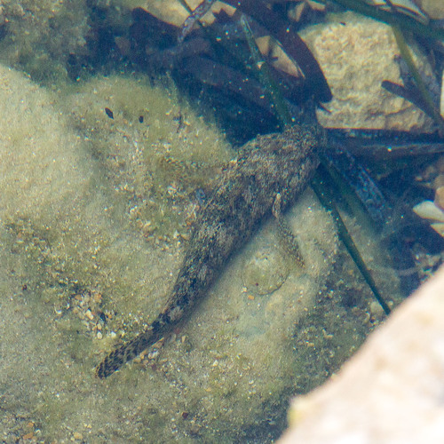 Gobius cobitis