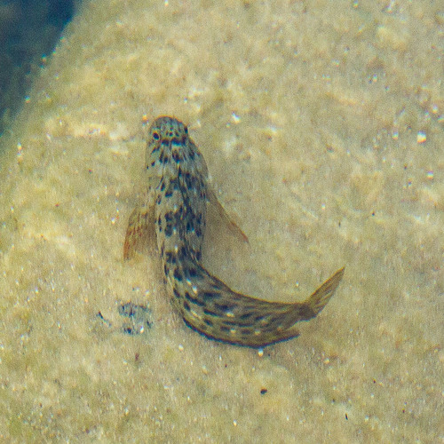 Parablennius sanguinolentus