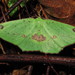 Campaea biseriata - Photo (c) goldentakin, all rights reserved, uploaded by goldentakin