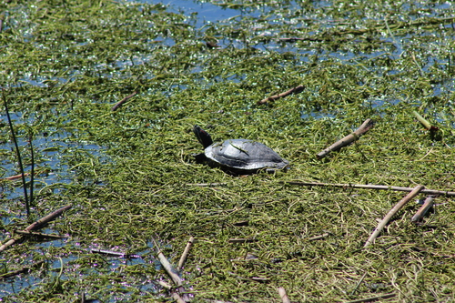 iNaturalist observation photo of Red-eared Slider