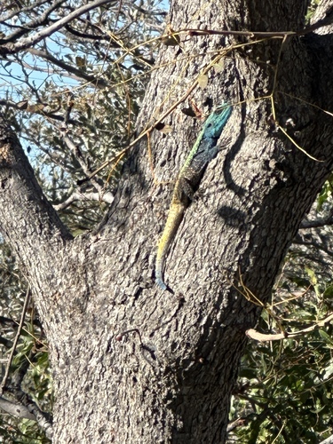 Southern Tree Agama