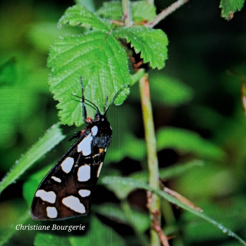 Cream-spot Tiger