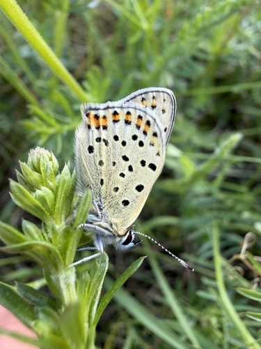 Sooty Copper