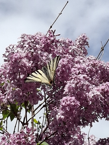 Scarce Swallowtail