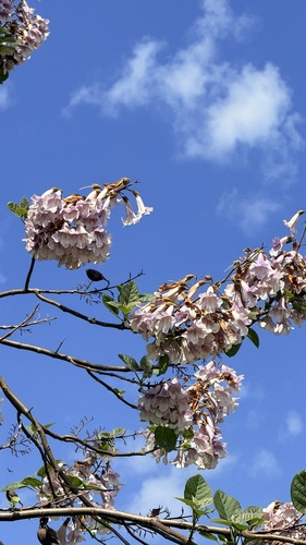 princess tree
