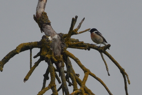 European Stonechat
