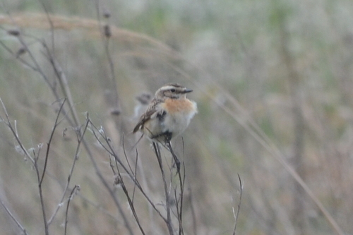 Whinchat