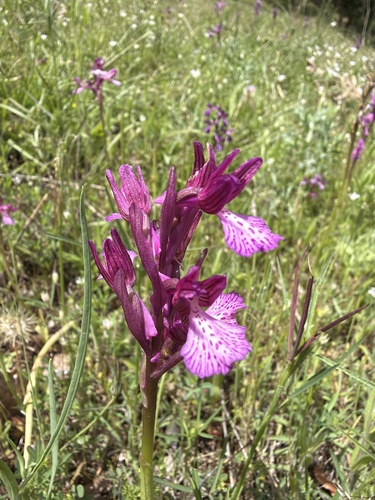 Pink-butterfly Orchid