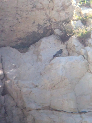 Peregrine Falcon observed by cdevaux_leeps