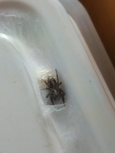 Pantropical Jumping Spider