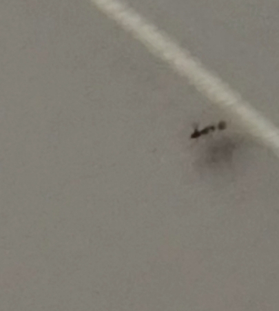 Longhorn Crazy Ant