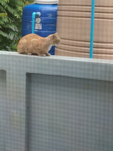 Domestic Cat