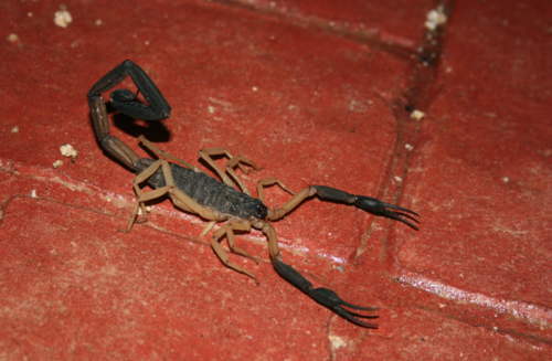 Centruroides fulvipes